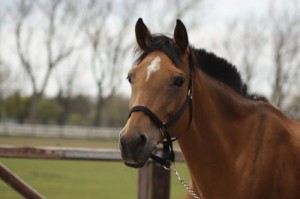 dalfi (1)